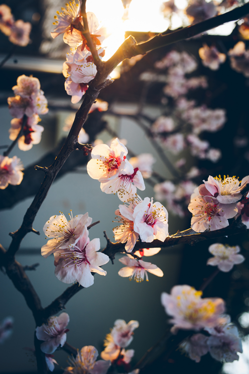 تصویر زمینه گل و شکوفه