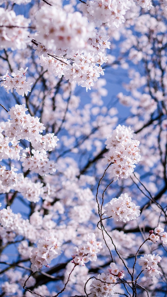 تصویر زمینه گل و شکوفه